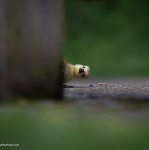 Meet your Posher, Cheri